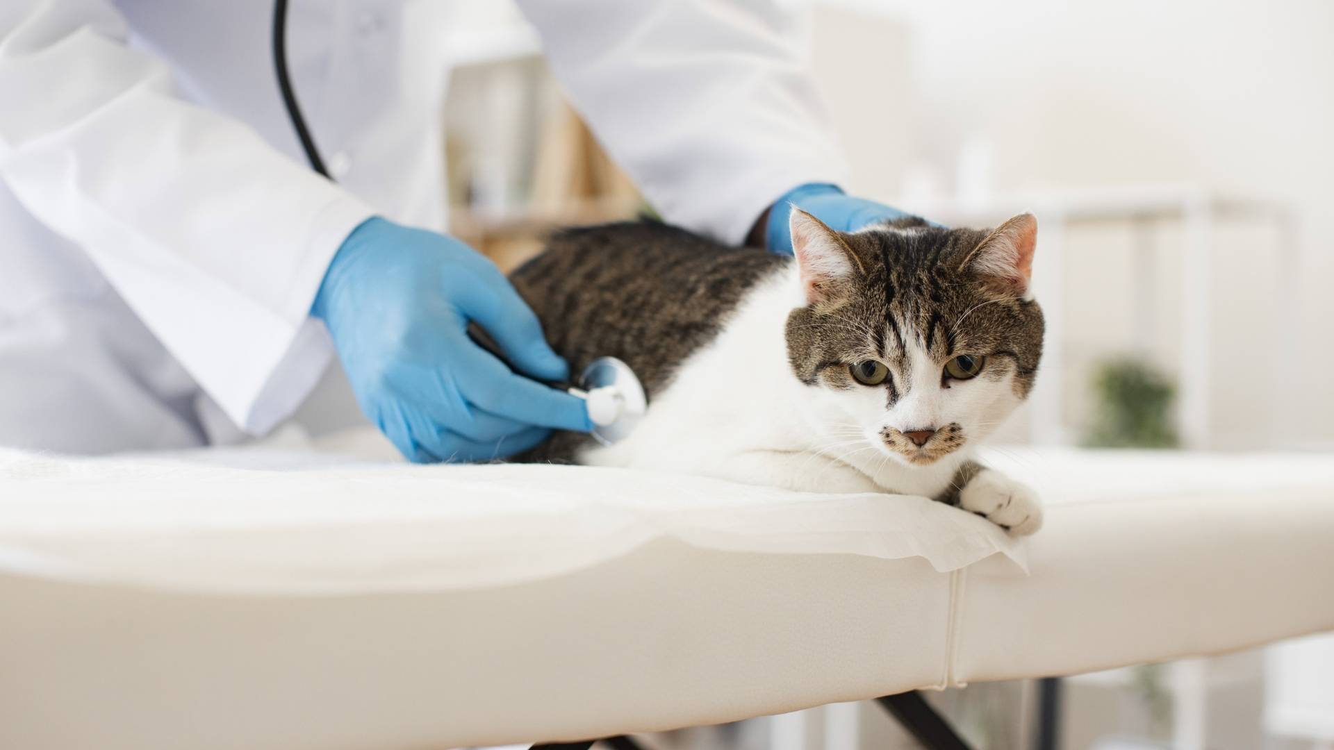 examen veterinario a gato